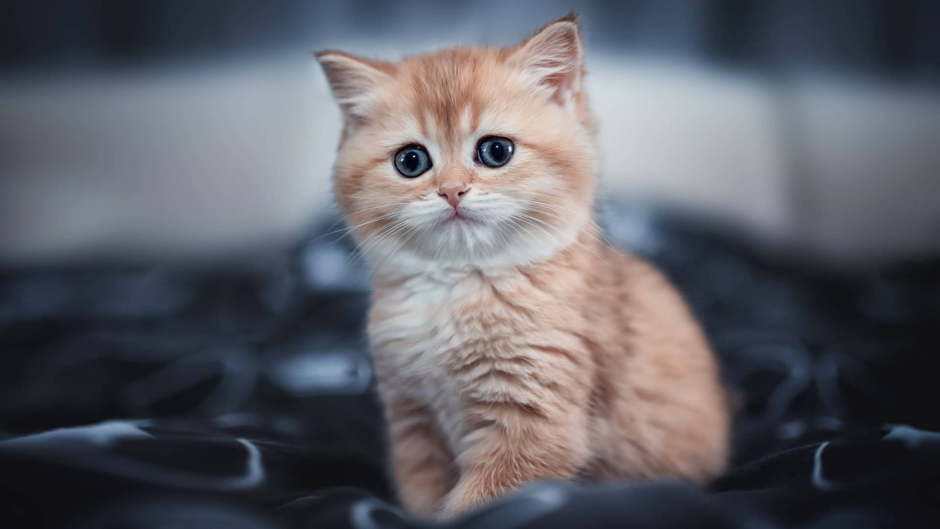 青い瞳のオレンジ色の美しい猫 壁紙