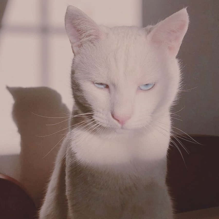 青い瞳の白い猫が椅子に座っている 壁紙