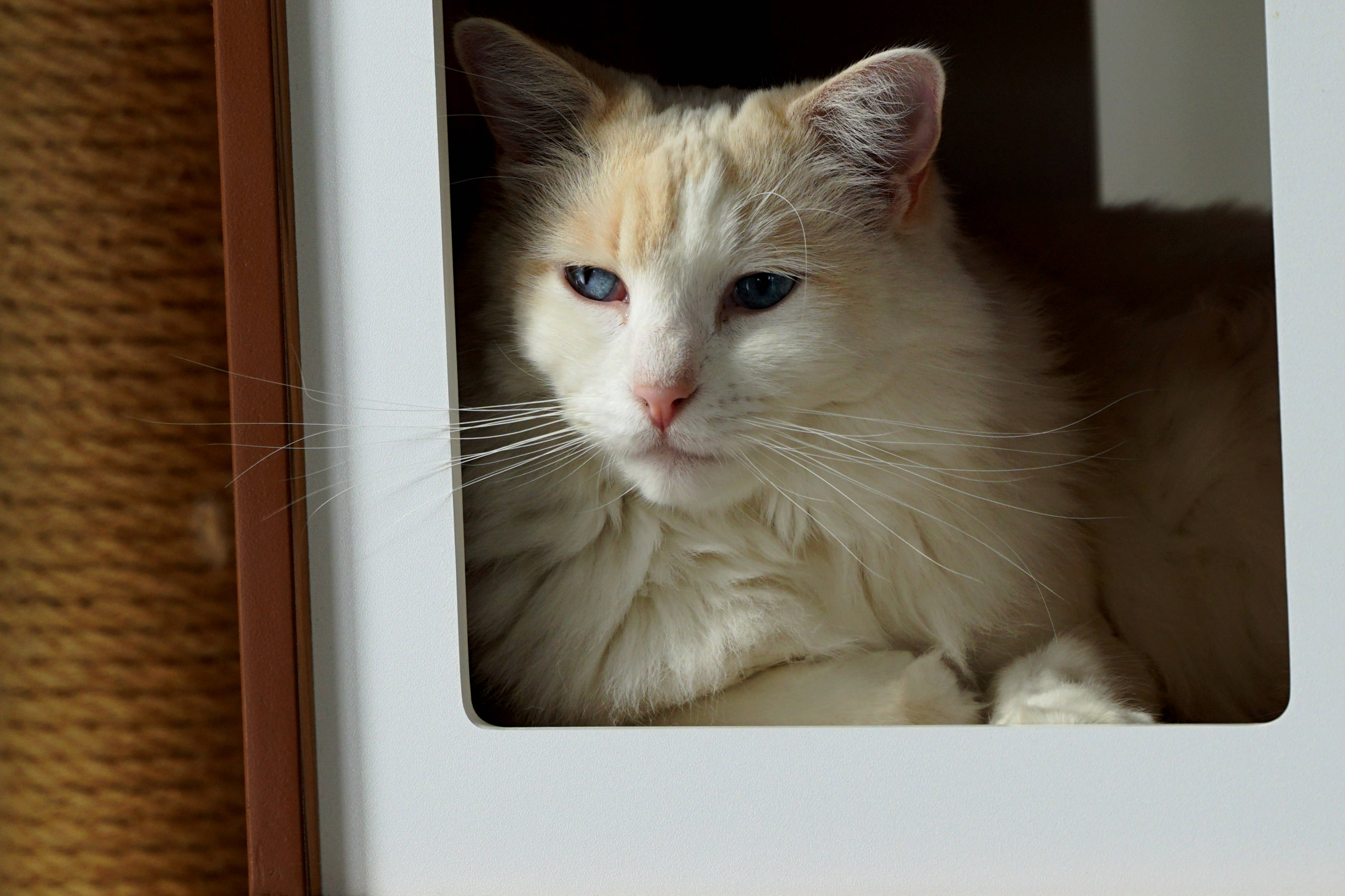 青い瞳の美しい猫 壁紙