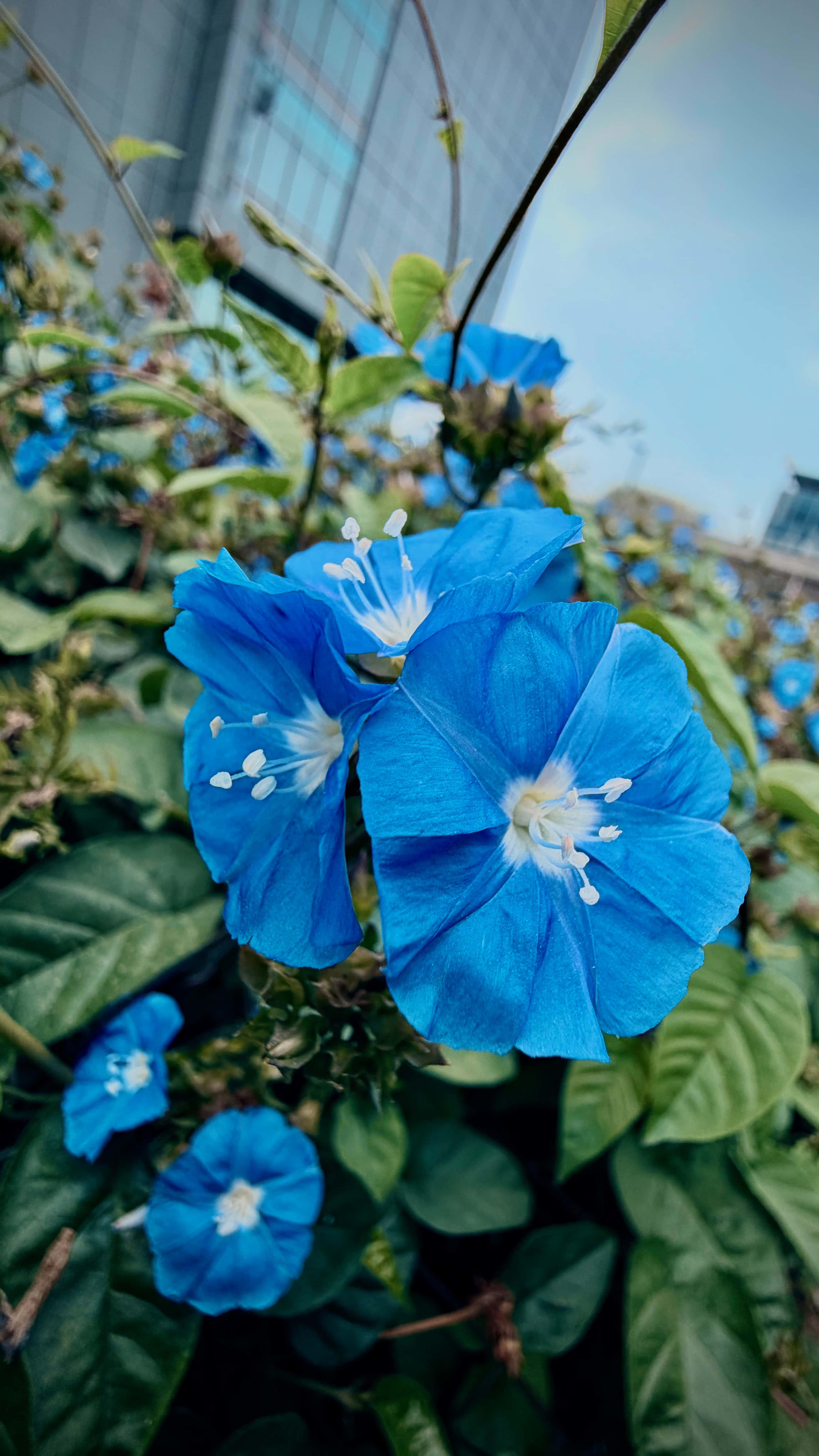 青い花 壁紙