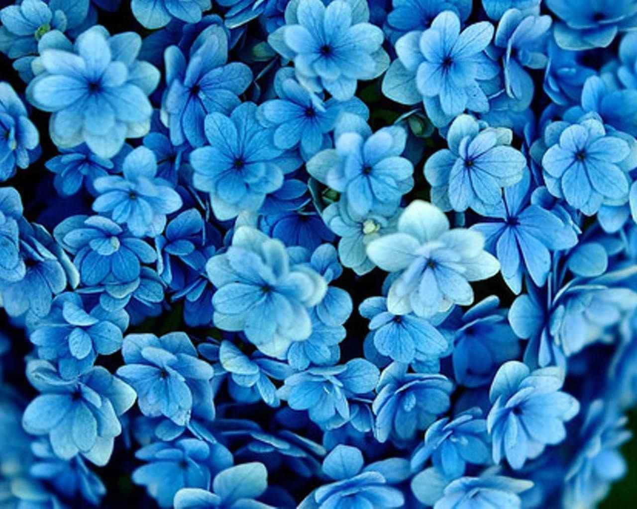 青い花のトップビュー背景（Tumblr風） 壁紙