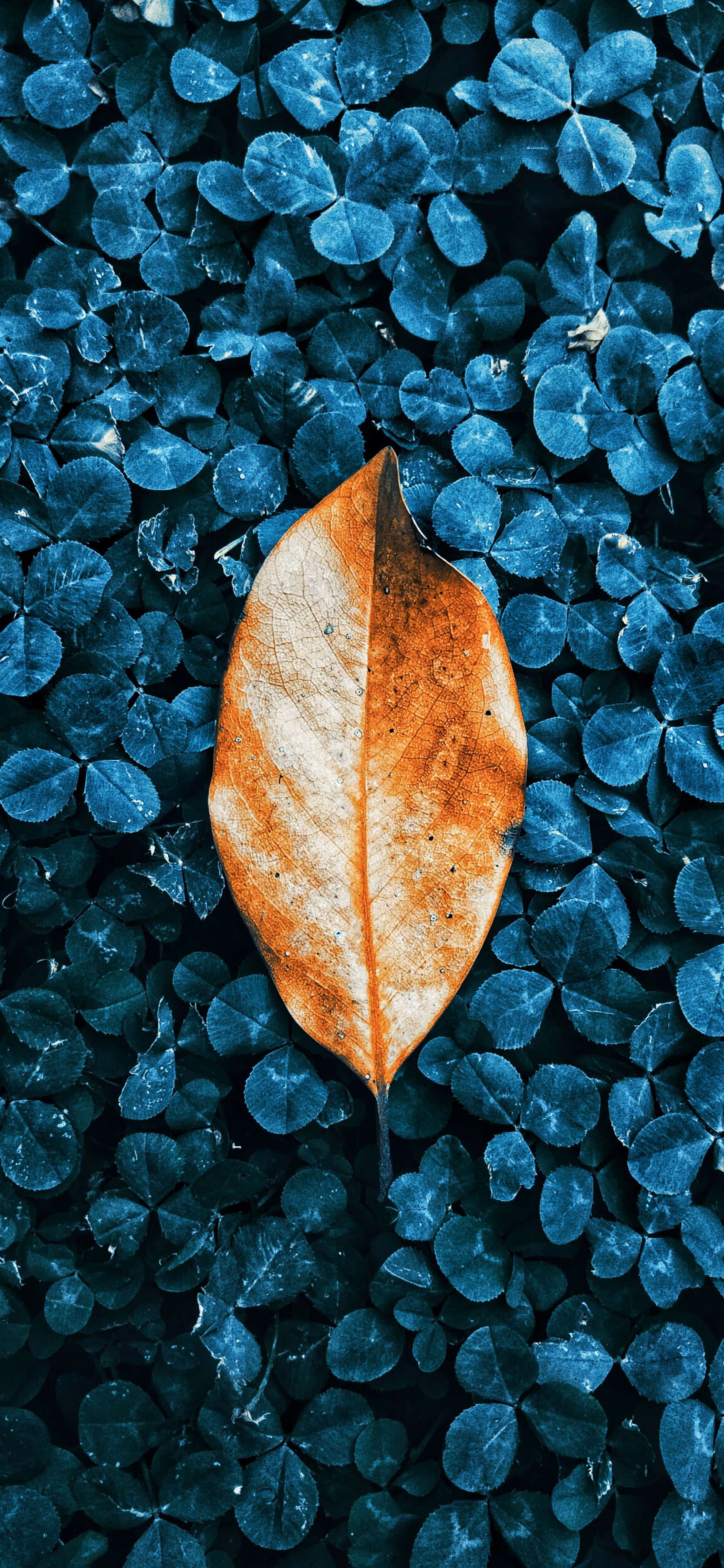 青い茂みの紅葉 iPhone 壁紙