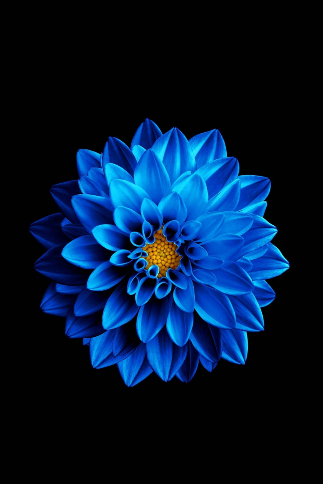 青い蓮の花 iPhone 4s 壁紙