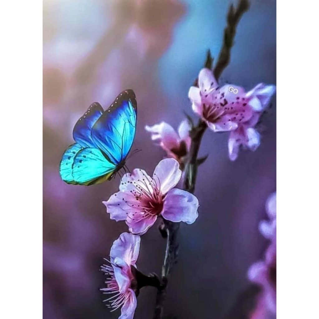 青い蝶がピンクの花にとまる可愛いプロフィール画像 壁紙