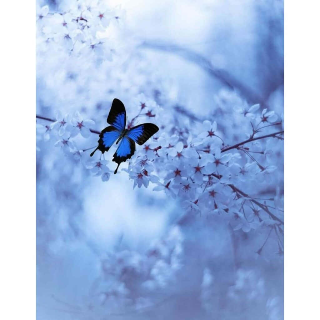 青い蝶のかわいいプロフィール画像 壁紙