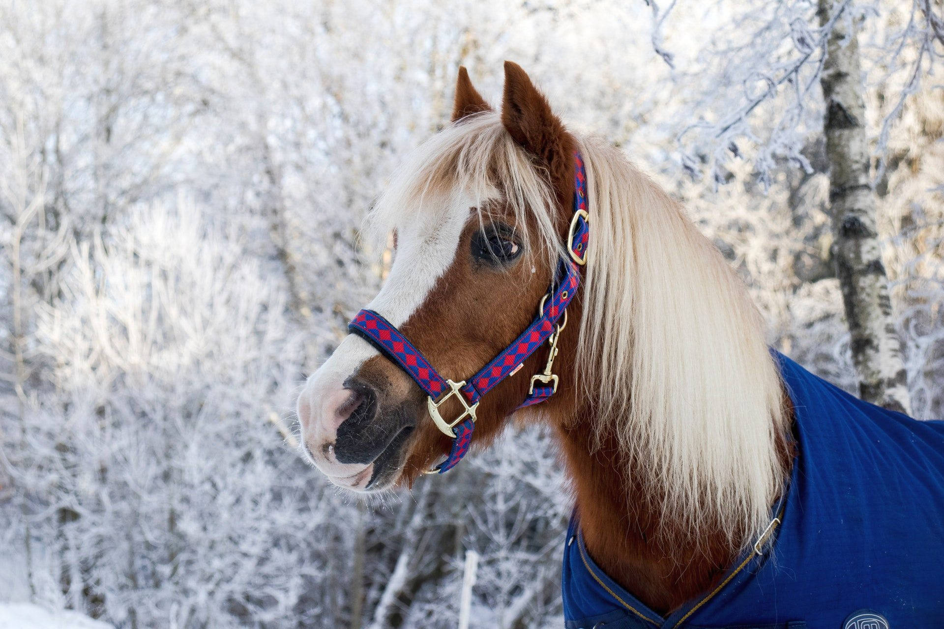 青い衣装を着たかわいい馬 壁紙