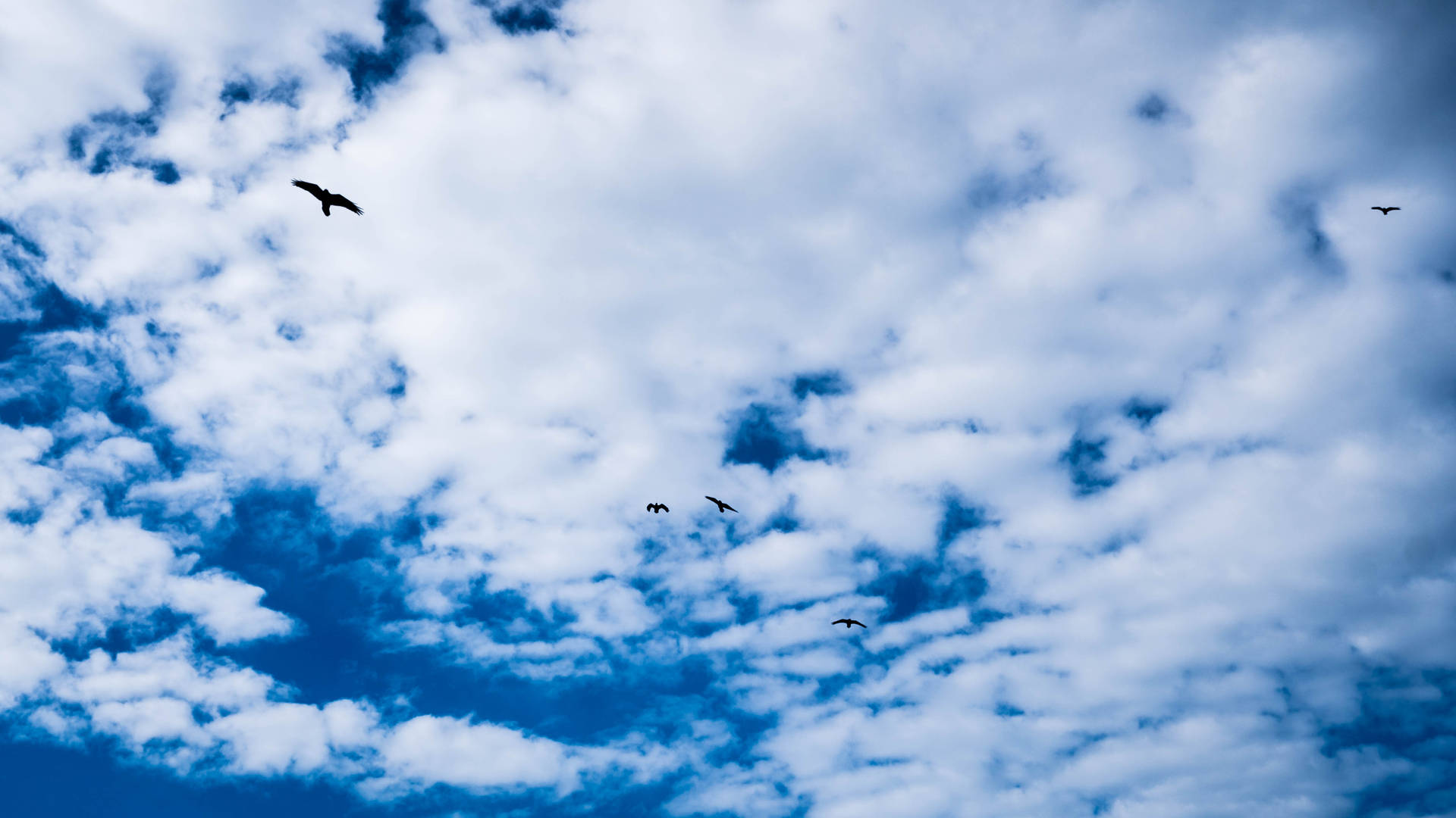 青い雲の空の鳥たちの壁紙