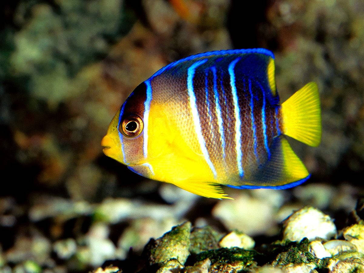青と黄色のクールな魚 壁紙