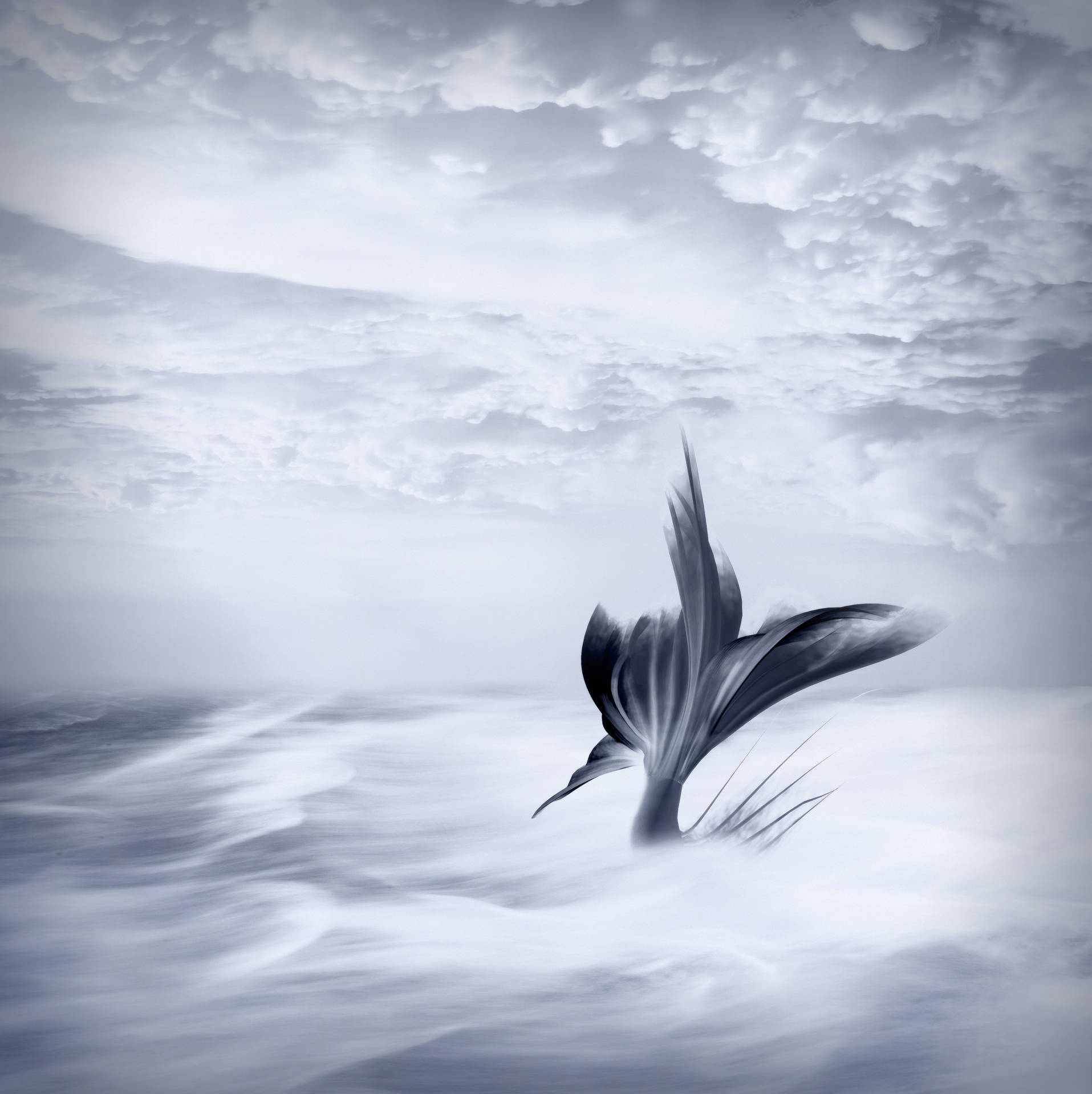 人魚の尾 灰色の白い雲 壁紙アート