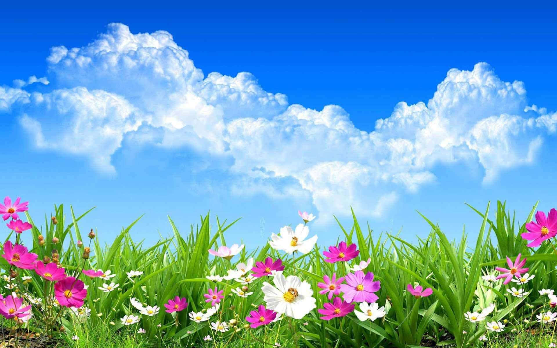 青空の下で最高の花々の背景 壁紙