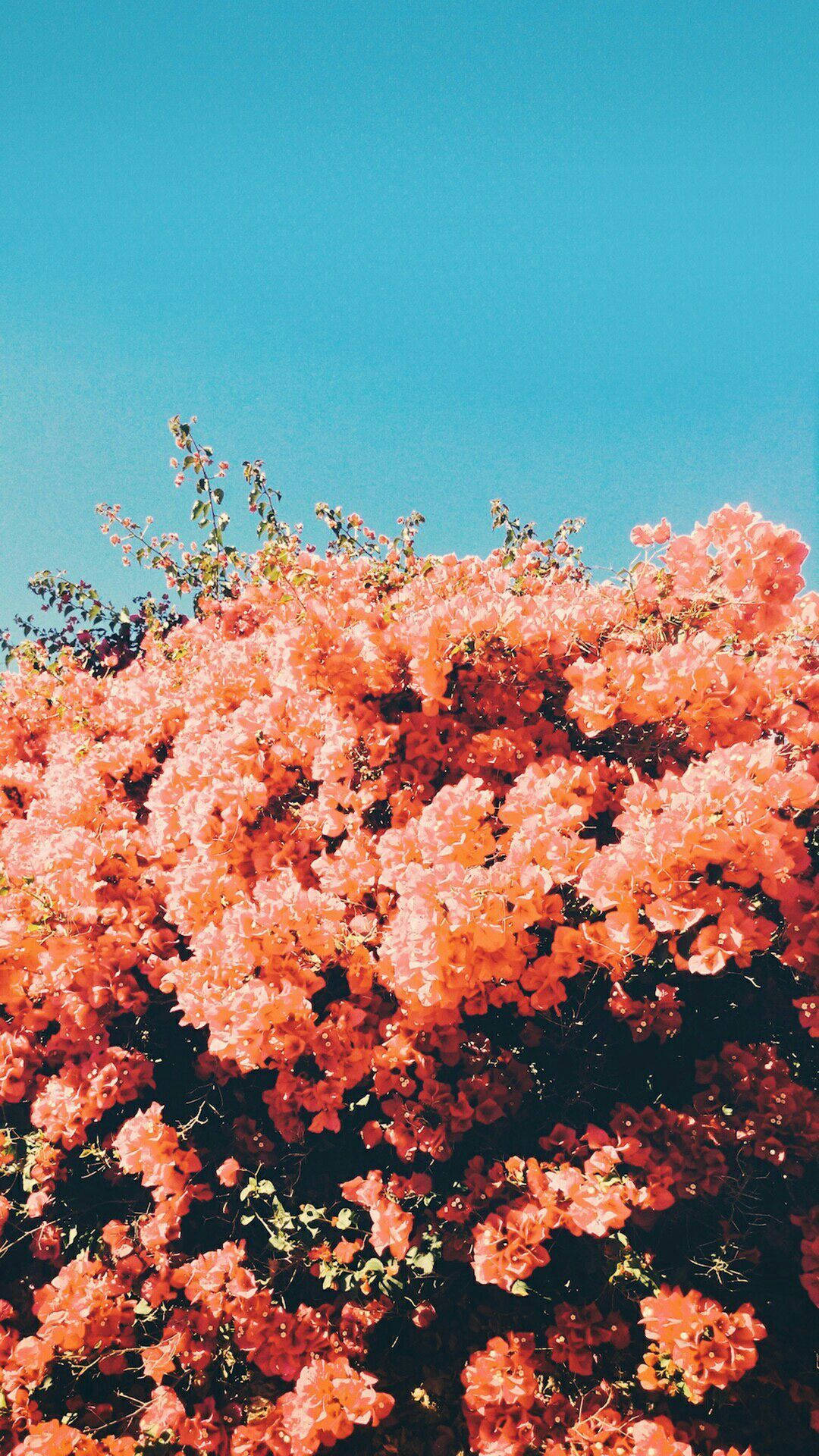 青空の下の花々カバー 壁紙