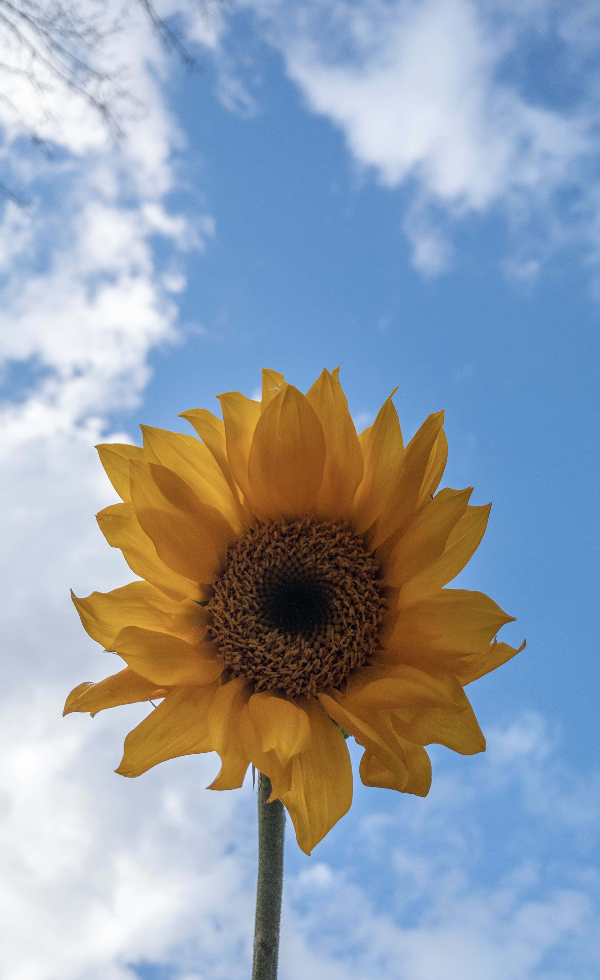 青空の中のひまわり 壁紙