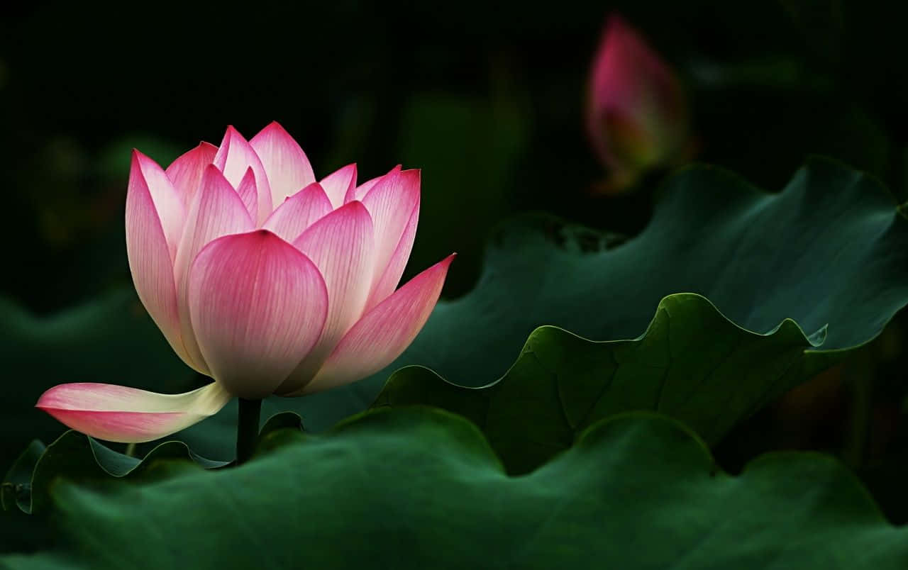 静かな水面に咲く優雅な蓮の花 壁紙