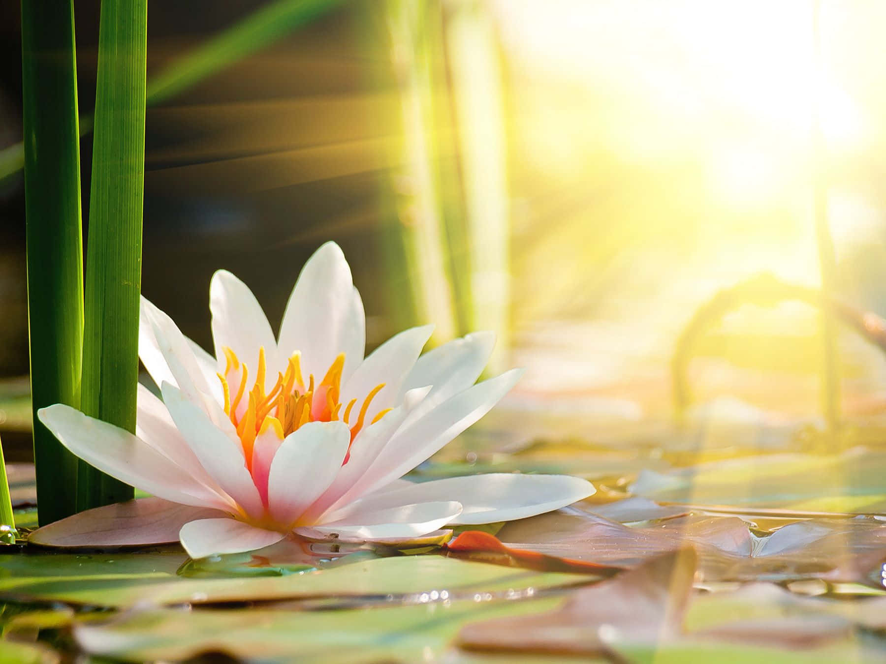 静かな水面に咲く優雅な蓮の花 壁紙