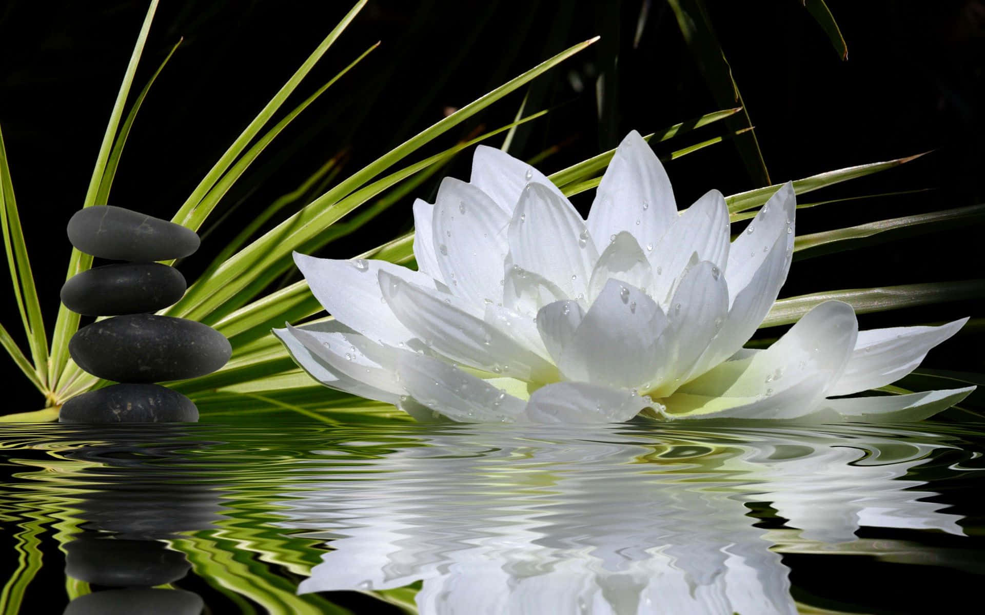 静かな水面に咲く清楚な蓮の花 壁紙
