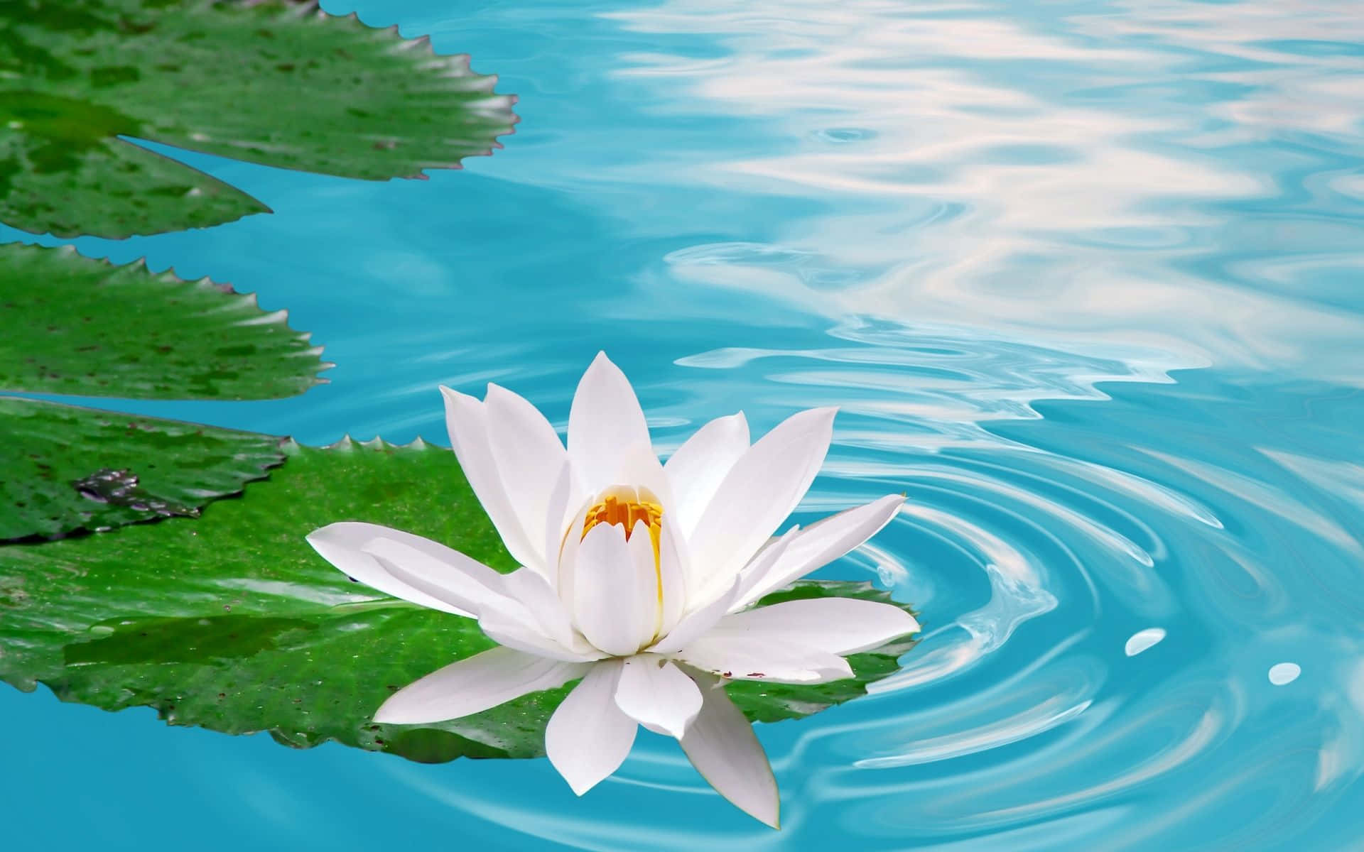 静かな池に咲く魅惑の蓮の花 壁紙