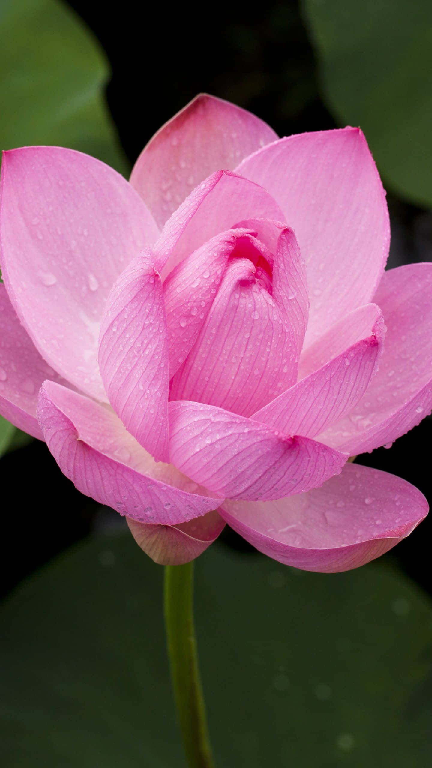 静かな湖に咲く優雅なピンクの蓮の花 壁紙