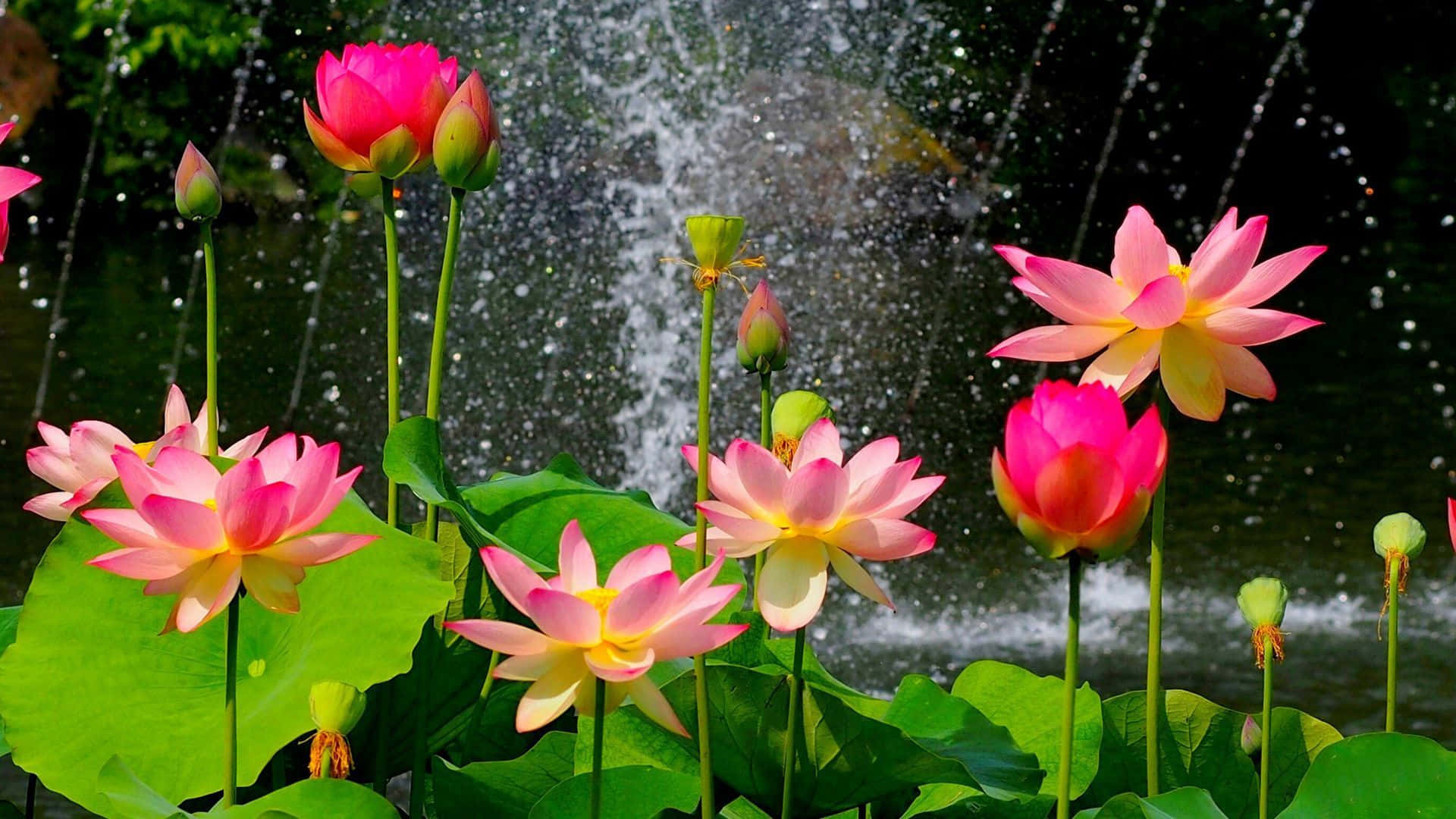 静かな湖に咲く蓮の花 壁紙