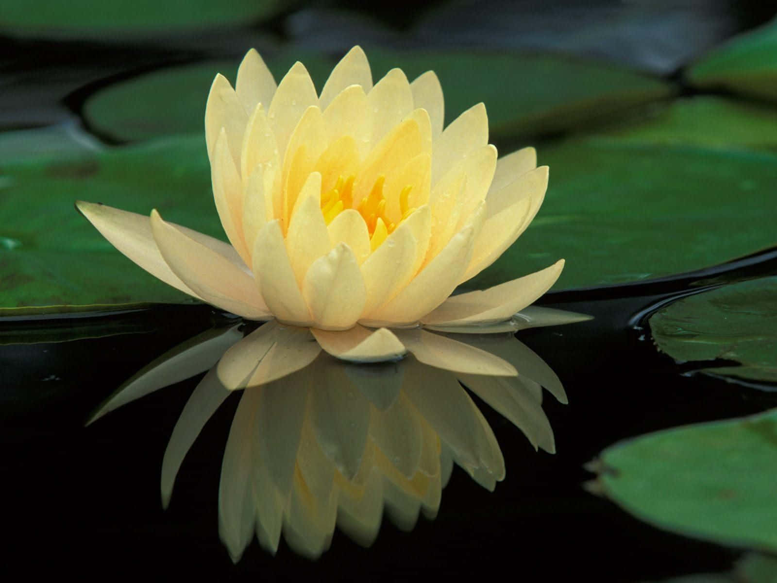 静寂の池に咲く優雅な蓮の花 壁紙