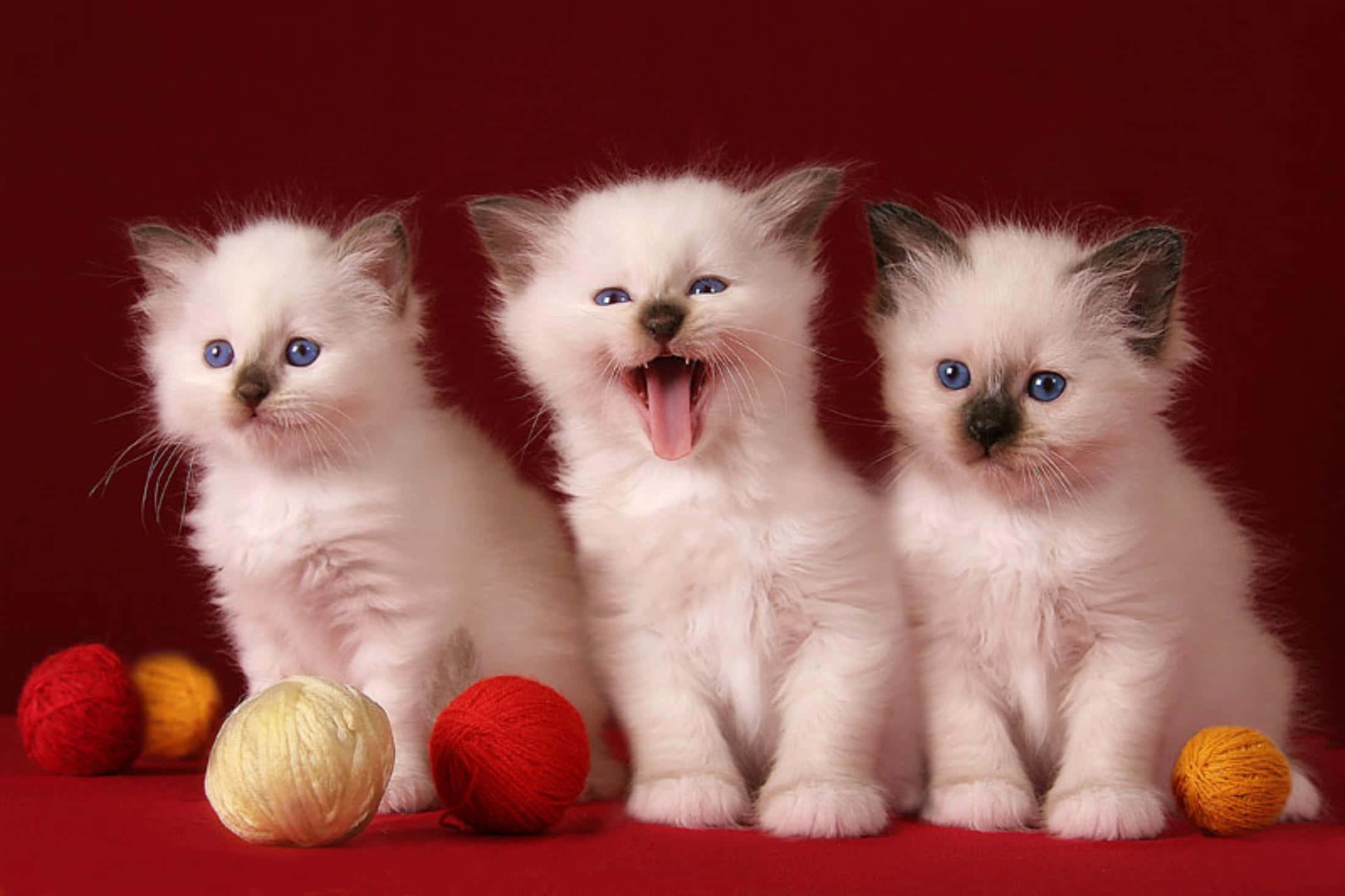 面白いかわいい猫の写真 壁紙