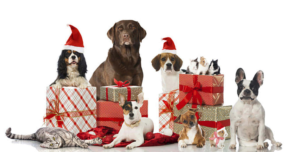 面白いクリスマス画像 壁紙