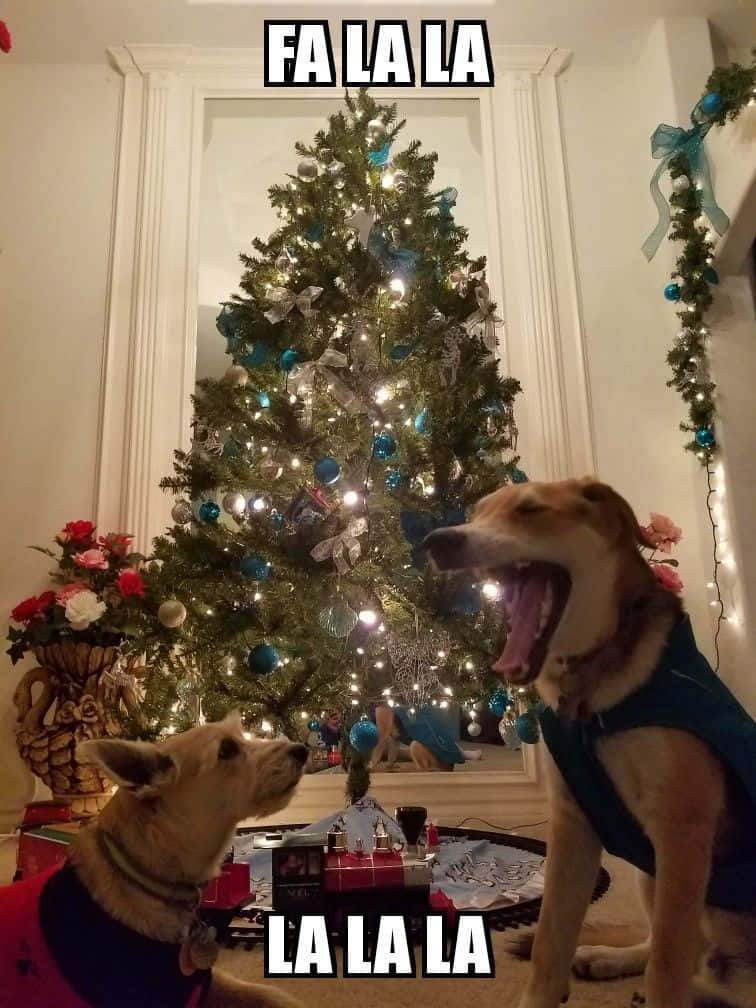 面白いクリスマス画像 壁紙