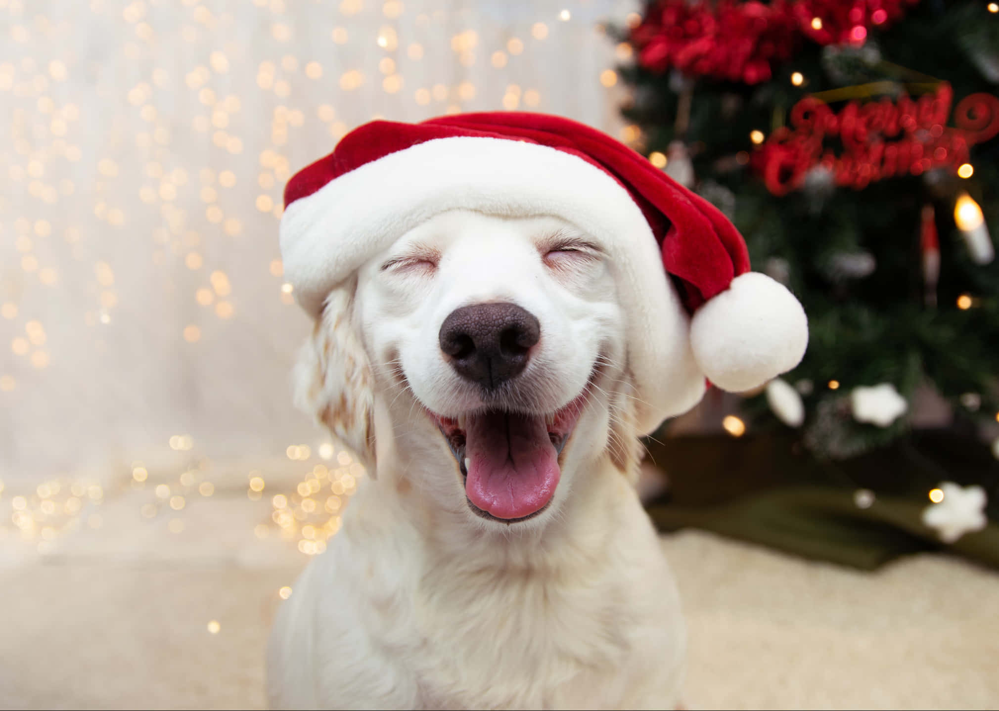 面白いクリスマス画像 壁紙