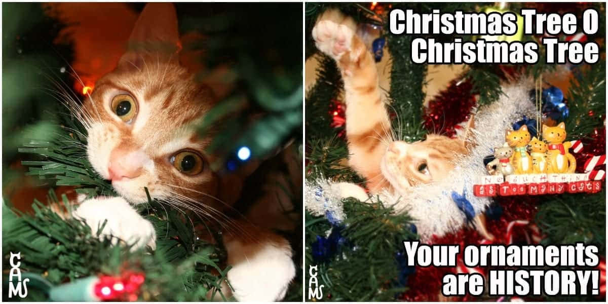 面白いクリスマス画像 壁紙
