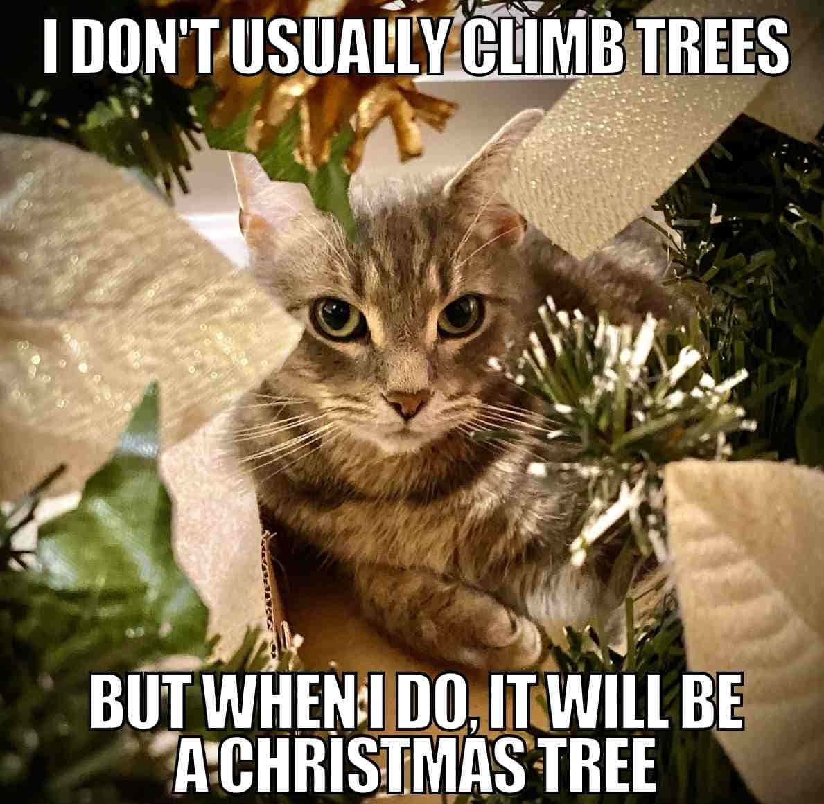 面白いクリスマス画像 壁紙