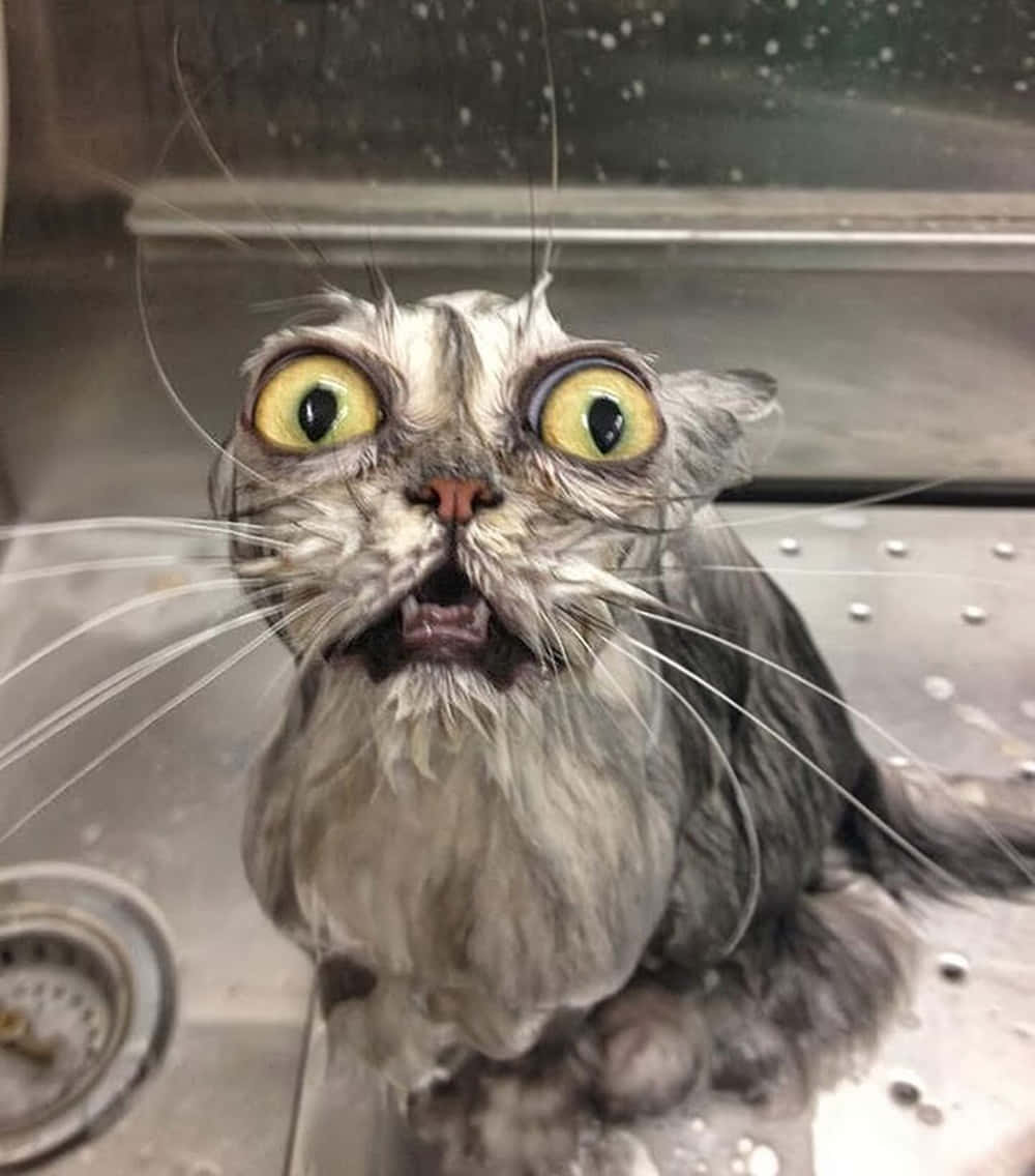 面白いバカな濡れた猫の写真 壁紙
