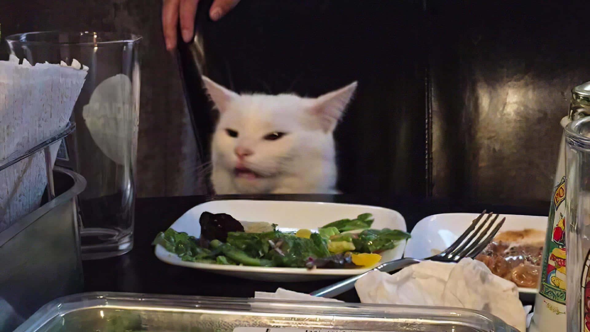 面白いミームな猫が食卓にいる写真 壁紙