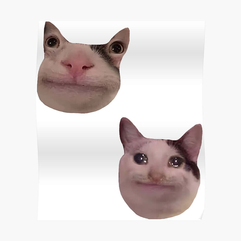 面白いミーム猫のDiscordアイコン 壁紙