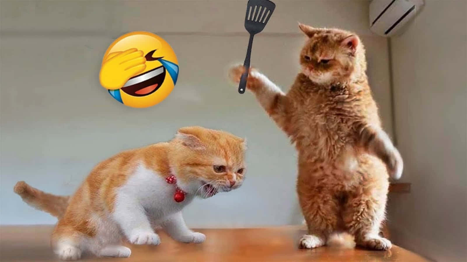 面白い動物猫ミーム 喧嘩と絵文字の画像 壁紙