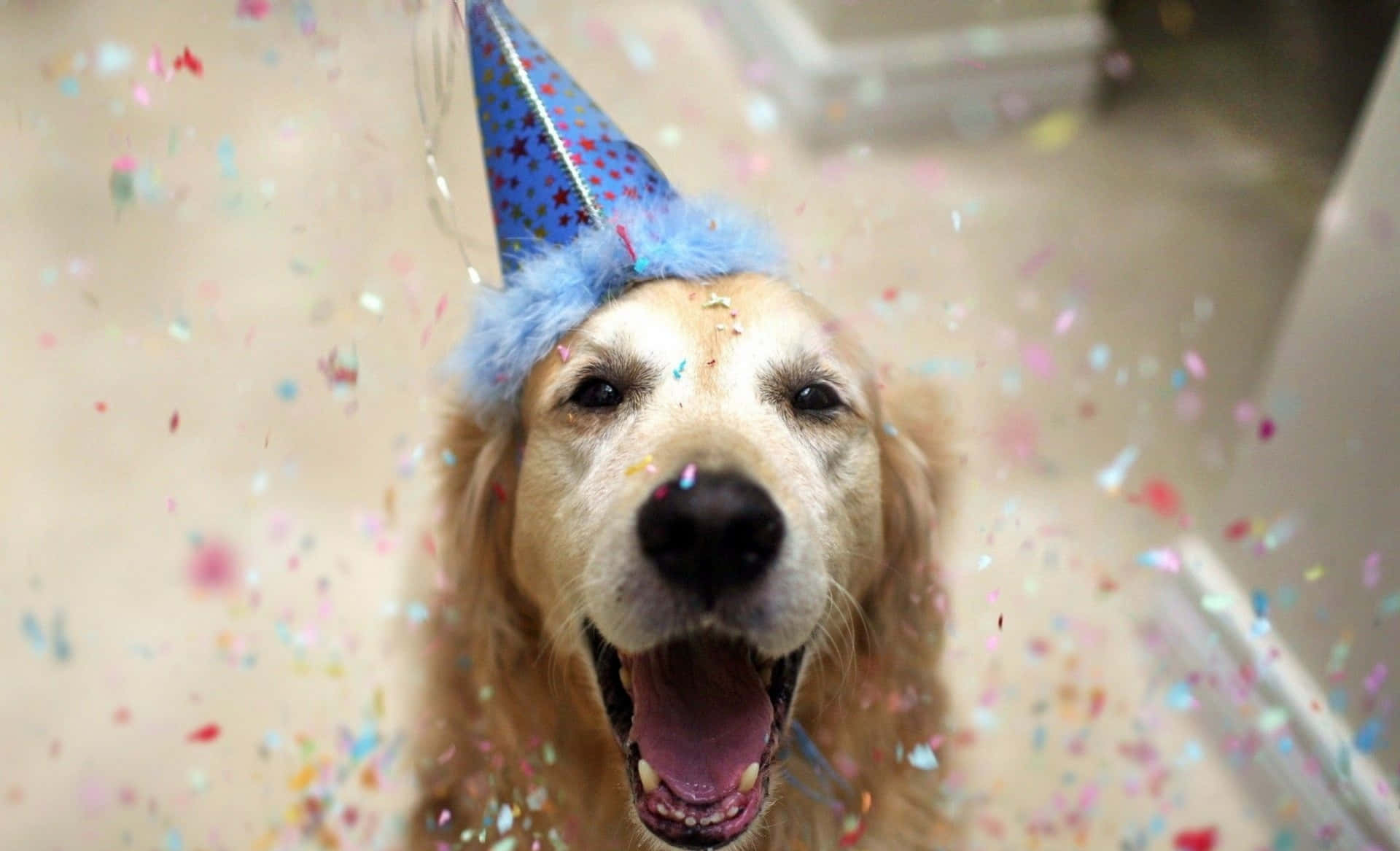 面白い可愛い誕生日の写真 壁紙