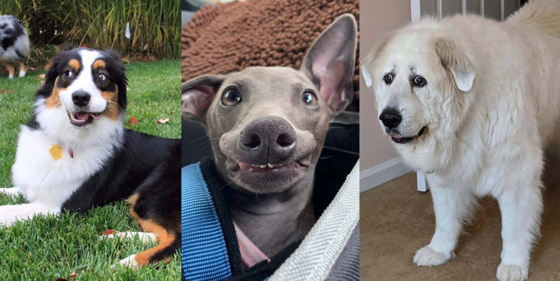 面白い犬のミーム人気画像 壁紙