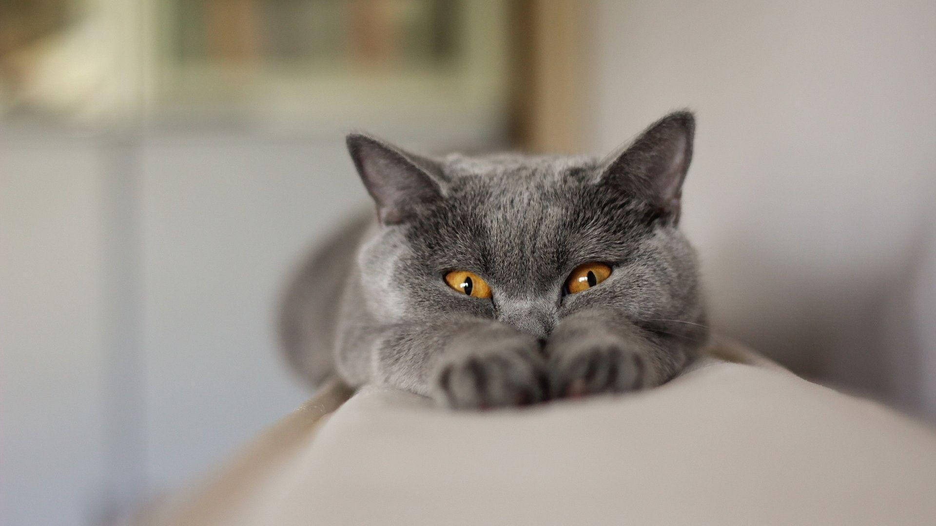 面白い猫が体を伸ばしている 壁紙