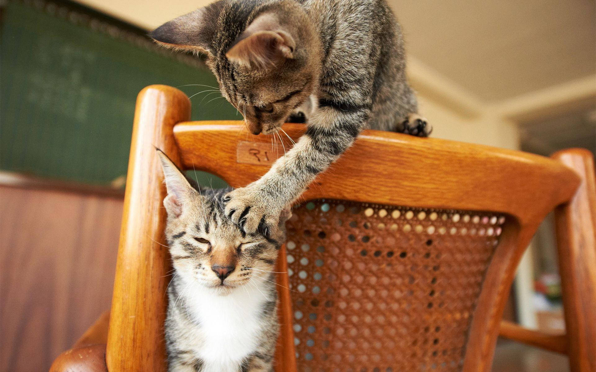 面白い猫が別の猫を引っかいている 壁紙