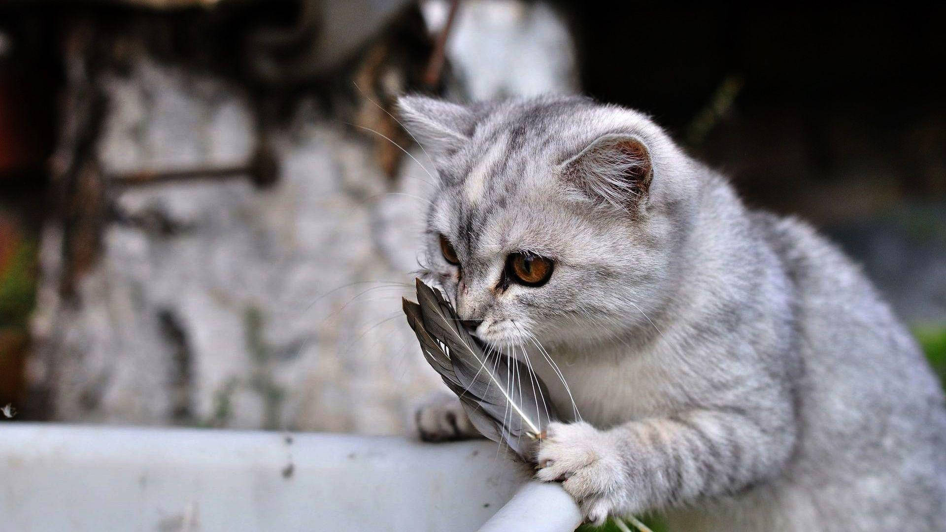 面白い猫が羽根を嗅ぐ 壁紙