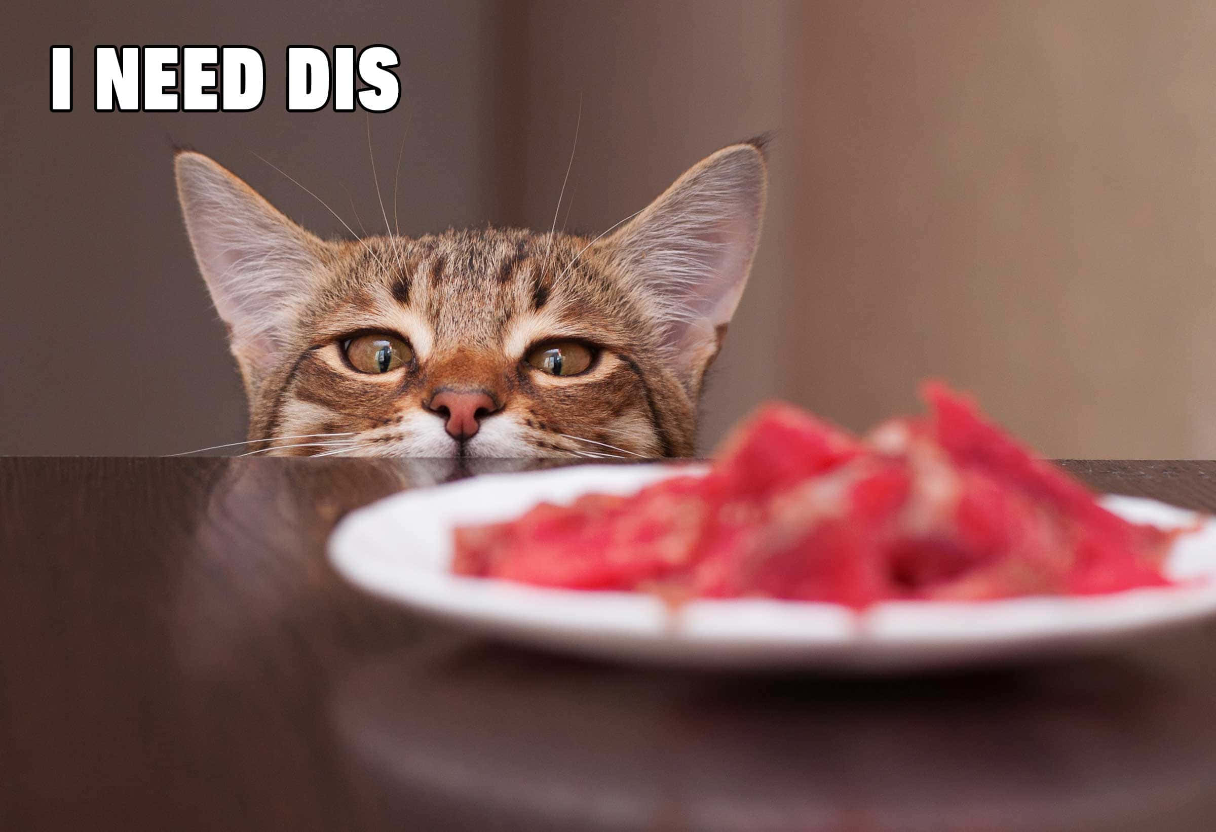 面白い猫ミーム 食べ物を見つめる猫の写真 壁紙