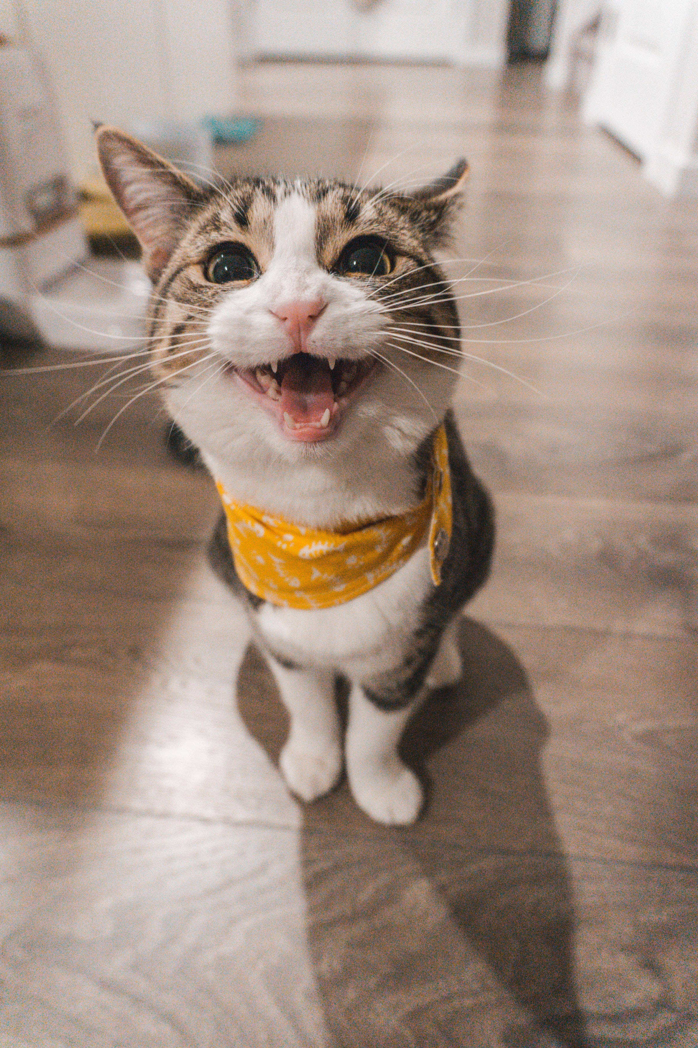 面白い雑種猫のプロフィール画像 壁紙