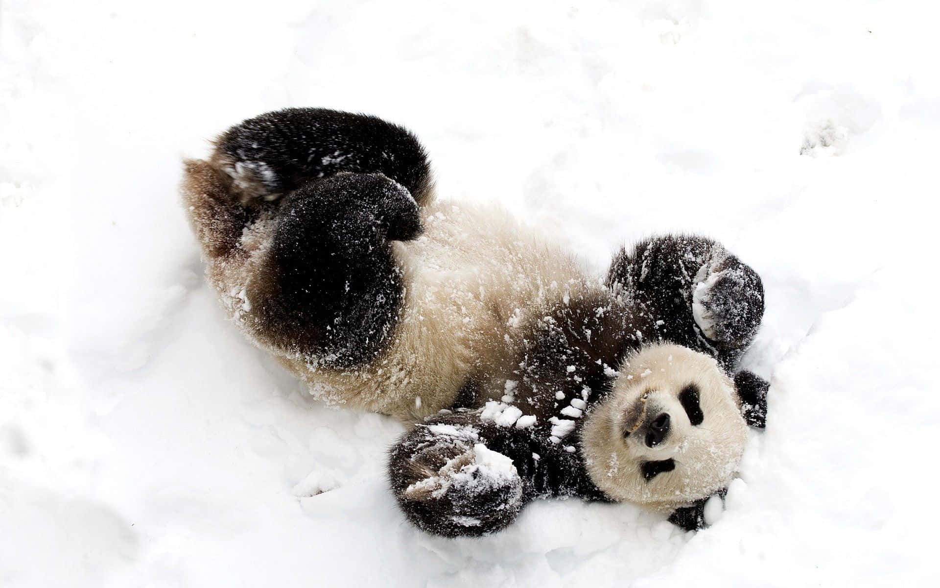 面白い雪の中で遊ぶかわいいパンダの写真 壁紙