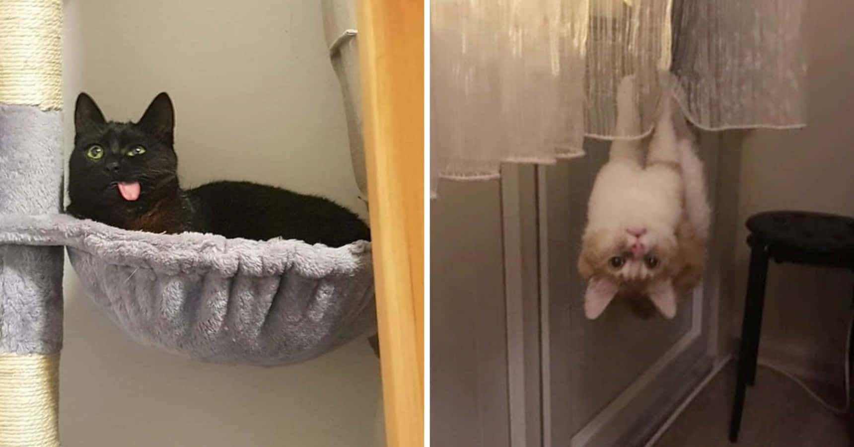 面白くて可愛いおバカな猫の写真 壁紙