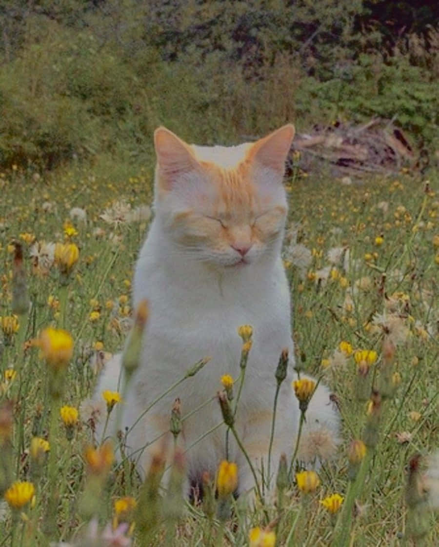 風格のある美しい猫が今日も一日を迎える準備万端！ 壁紙