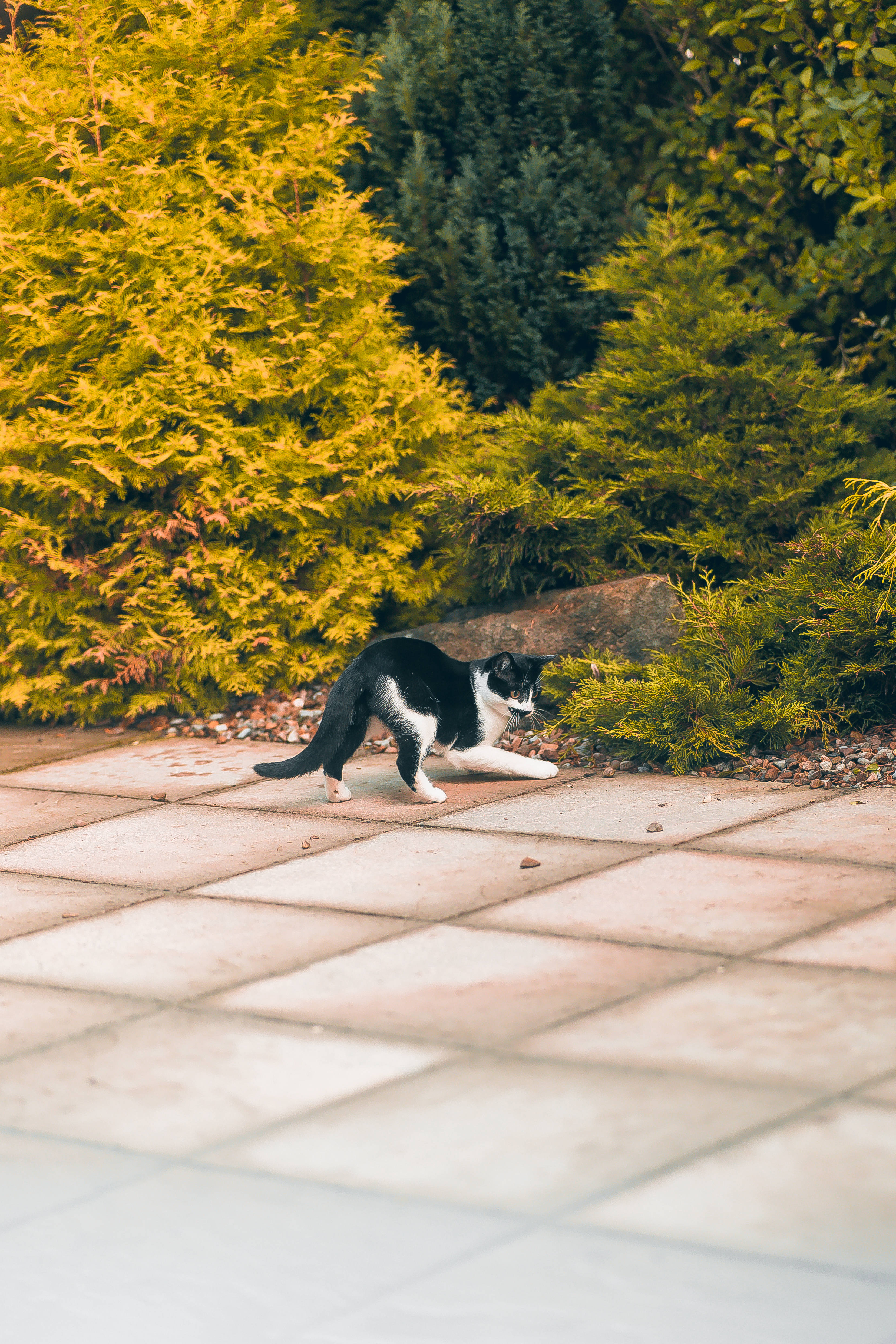 飛びかかろうとするかわいい猫 壁紙