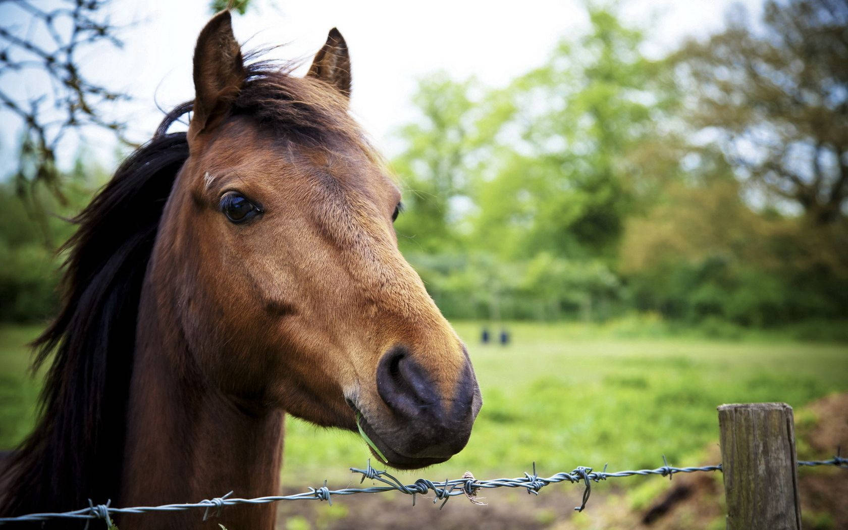 茶色い馬の頭部に焦点を当てた壁紙
