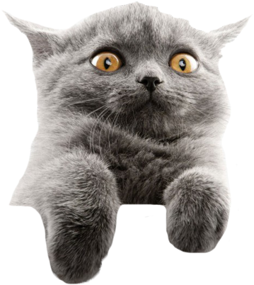 驚いた灰色の猫ミーム 壁紙