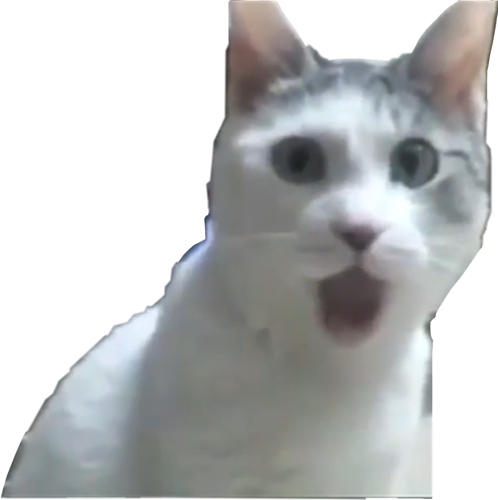 驚いた猫のミーム 壁紙