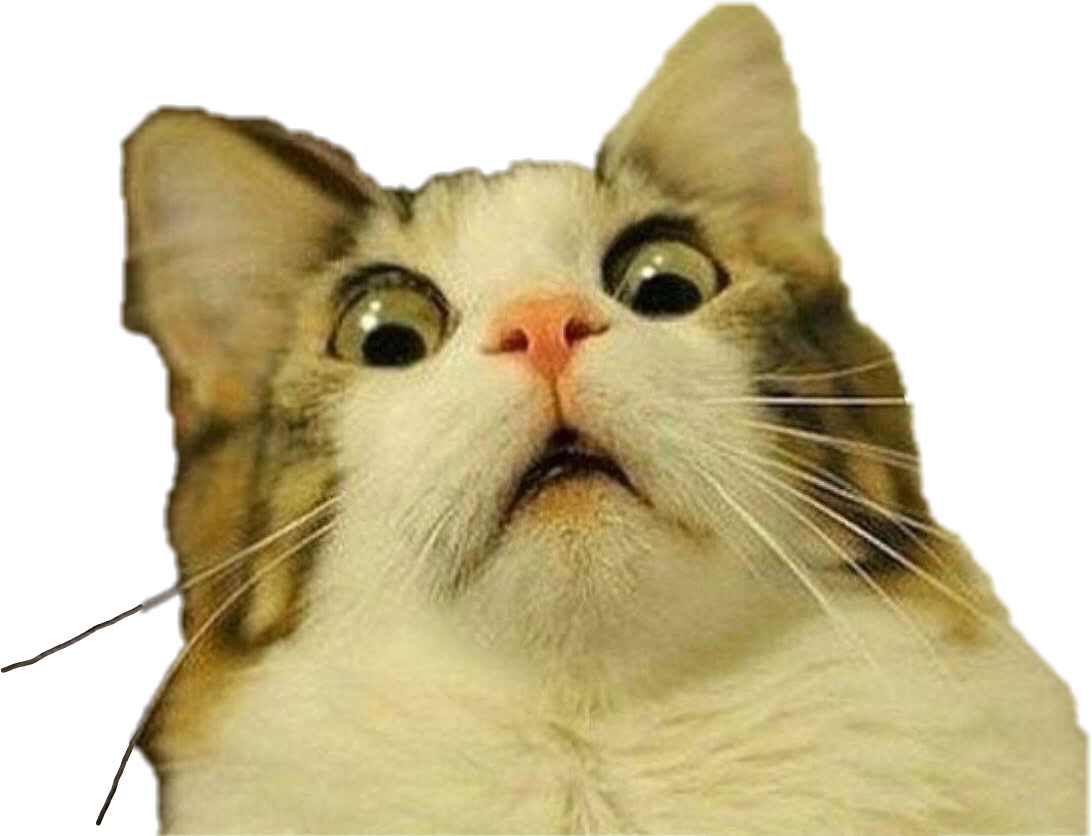 驚いた猫のミーム表情 壁紙