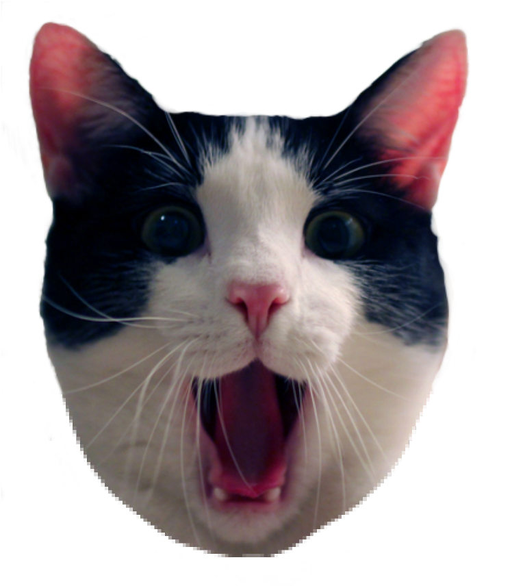 驚いた白黒猫ミーム 壁紙