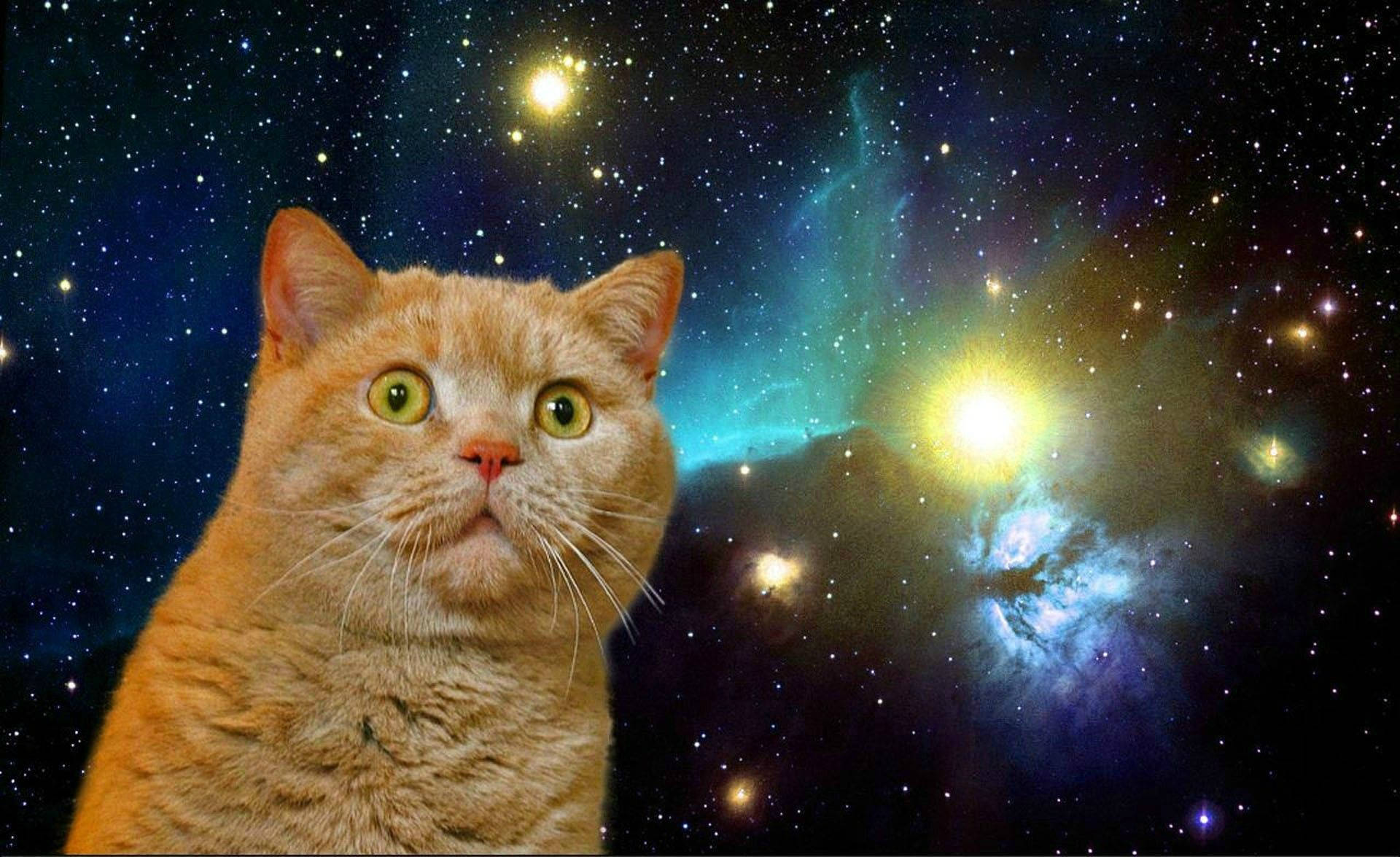驚いた面白い猫と銀河 壁紙